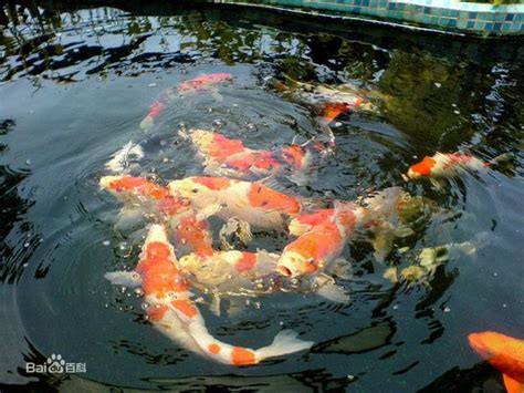 家裡養什麼魚招財